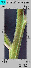 Epilobium ciliatum ssp. ciliatum (wierzbownica gruczołowata)