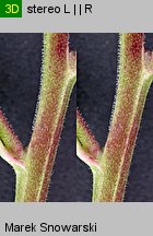 Epilobium ciliatum ssp. ciliatum (wierzbownica gruczołowata)