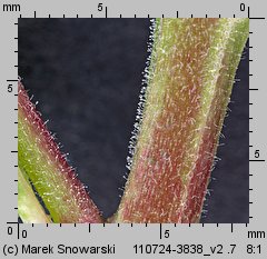 Epilobium ciliatum ssp. ciliatum (wierzbownica gruczołowata)