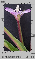 Epilobium ciliatum ssp. ciliatum (wierzbownica gruczołowata)