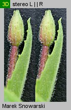 Epilobium ciliatum ssp. ciliatum (wierzbownica gruczołowata)