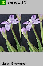 Epilobium ciliatum ssp. ciliatum (wierzbownica gruczołowata)
