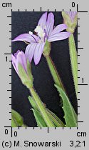 Epilobium ciliatum ssp. ciliatum (wierzbownica gruczołowata)