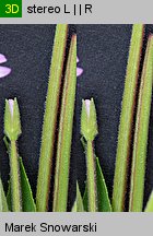 Epilobium ciliatum ssp. ciliatum (wierzbownica gruczołowata)