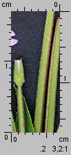 Epilobium ciliatum ssp. ciliatum (wierzbownica gruczołowata)