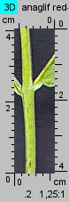 Epilobium ciliatum ssp. ciliatum (wierzbownica gruczołowata)