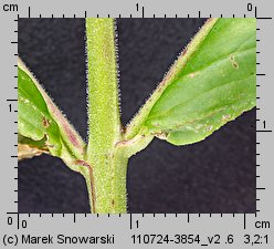 Epilobium ciliatum ssp. ciliatum (wierzbownica gruczołowata)