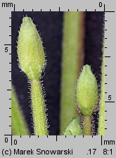 Epilobium ciliatum ssp. ciliatum (wierzbownica gruczołowata)