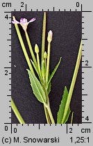 Epilobium ciliatum ssp. ciliatum (wierzbownica gruczołowata)