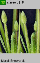 Epilobium ciliatum ssp. ciliatum (wierzbownica gruczołowata)