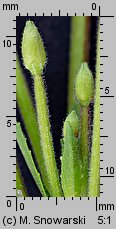 Epilobium ciliatum ssp. ciliatum (wierzbownica gruczołowata)