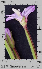 Epilobium ciliatum ssp. ciliatum (wierzbownica gruczołowata)