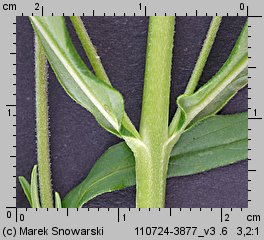 Epilobium palustre (wierzbownica błotna)