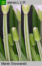 Epilobium palustre (wierzbownica błotna)