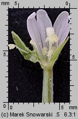 Epilobium palustre (wierzbownica błotna)