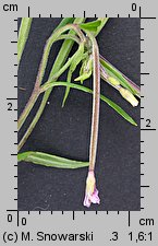 Epilobium palustre (wierzbownica błotna)