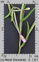 Epilobium palustre (wierzbownica błotna)