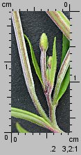 Epilobium palustre (wierzbownica błotna)