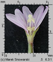 Epilobium palustre (wierzbownica błotna)