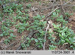 Orthilia secunda (gruszynka jednostronna)