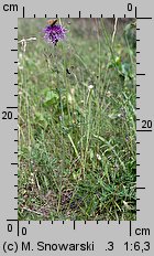 Centaurea scabiosa (chaber driakiewnik)