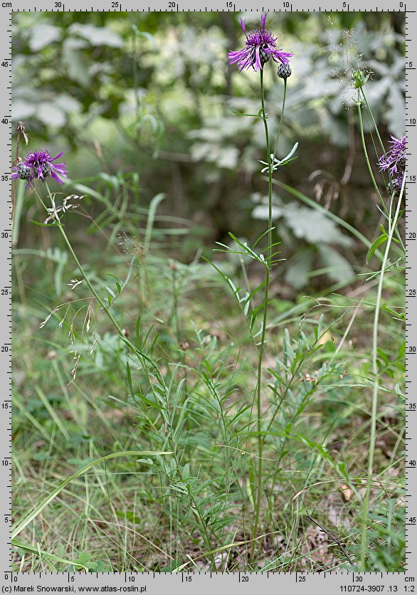 Centaurea scabiosa (chaber driakiewnik)