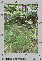 Centaurea scabiosa (chaber driakiewnik)