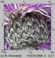 Centaurea scabiosa (chaber driakiewnik)