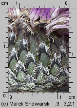 Centaurea scabiosa (chaber driakiewnik)