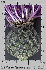 Centaurea scabiosa (chaber driakiewnik)