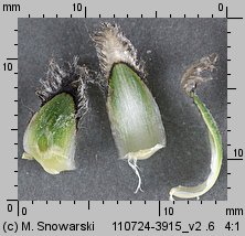 Centaurea scabiosa (chaber driakiewnik)