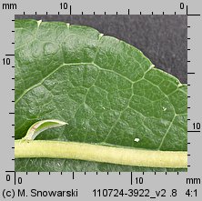 Orthilia secunda (gruszynka jednostronna)