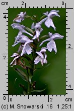 Dactylorhiza fuchsii (kukułka Fuchsa)