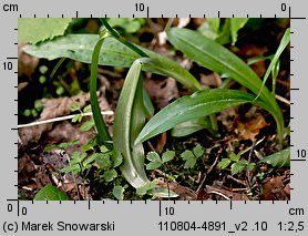 Dactylorhiza fuchsii (kukułka Fuchsa)