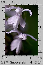 Dactylorhiza fuchsii (kukułka Fuchsa)