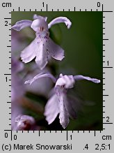 Dactylorhiza fuchsii (kukułka Fuchsa)