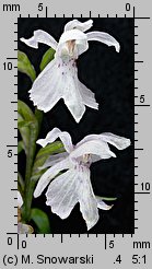 Dactylorhiza fuchsii (kukułka Fuchsa)