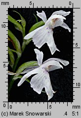 Dactylorhiza fuchsii (kukułka Fuchsa)