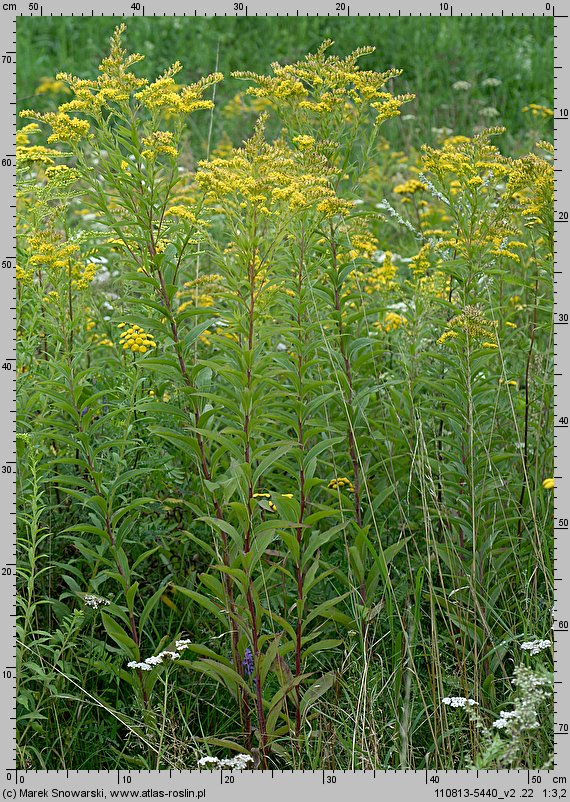 Solidago gigantea (nawłoć późna)