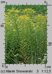 Solidago gigantea (nawłoć późna)