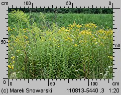 Solidago canadensis (nawłoć kanadyjska)