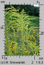 Solidago canadensis (nawłoć kanadyjska)