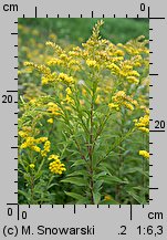 Solidago gigantea (nawłoć późna)