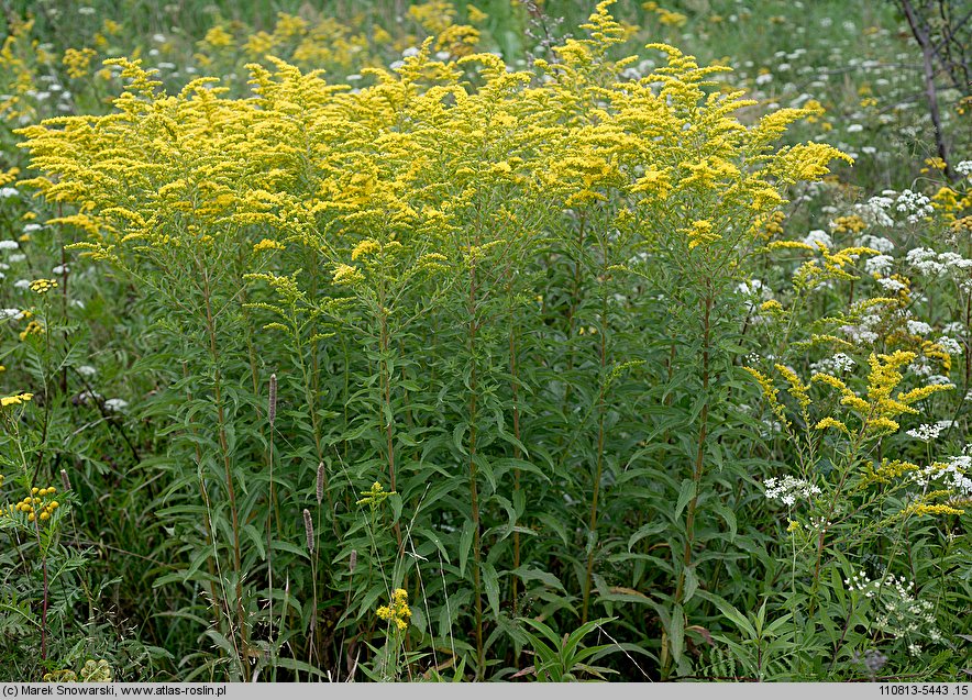 Solidago canadensis (nawłoć kanadyjska)