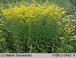 Solidago canadensis (nawłoć kanadyjska)