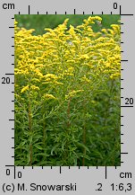 Solidago canadensis (nawłoć kanadyjska)