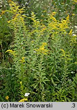 Solidago canadensis (nawłoć kanadyjska)