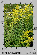 Solidago canadensis (nawłoć kanadyjska)