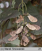 Acer pseudoplatanus (klon jawor)