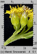 Solidago canadensis (nawłoć kanadyjska)